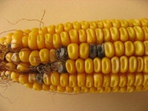 moldcorn